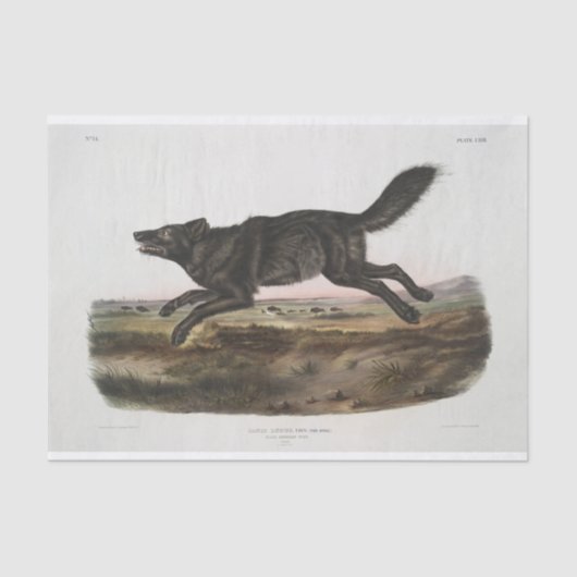 Canis lupus, Black American Wolf. Mannelijk. Vinta Tissuepapier (Voorkant)
