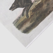 Canis lupus, Black American Wolf. Mannelijk. Vinta Tissuepapier (Detail)