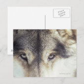 Canis Lupus Briefkaart (Voorkant / Achterkant)