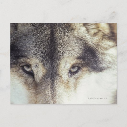 Canis Lupus Briefkaart (Voorkant)