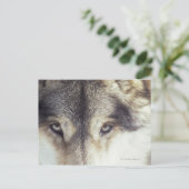 Canis Lupus Briefkaart (Staand voorkant)