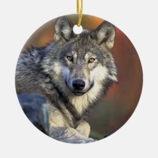 Canis_lupus_Grijze Wolf Kerst Ornament (Voorkant)