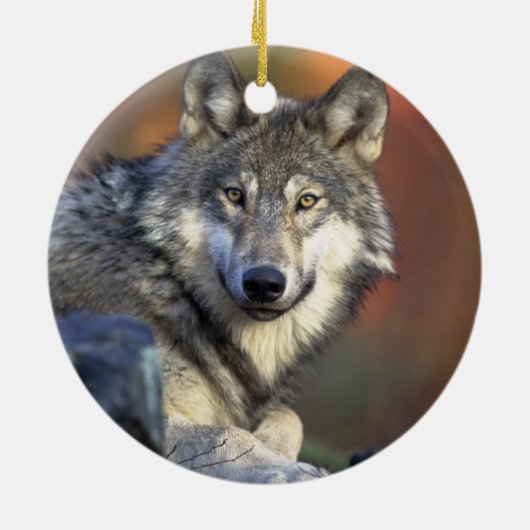 Canis_lupus_Grijze Wolf Kerst Ornament (Achterkant)