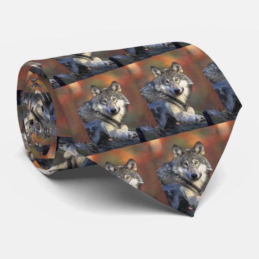 Canis_lupus_Grijze wolven Stropdas (Opgerold)