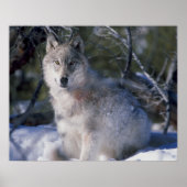 Canis_lupus_wolf wolven in het wild poster (Voorkant)