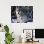 Canis_lupus_wolf wolven in het wild poster (Thuiskantoor)
