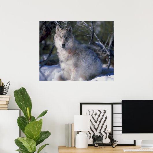 Canis_lupus_wolf wolven in het wild poster (Thuiskantoor)