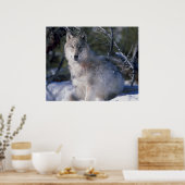 Canis_lupus_wolf wolven in het wild poster (Keuken)