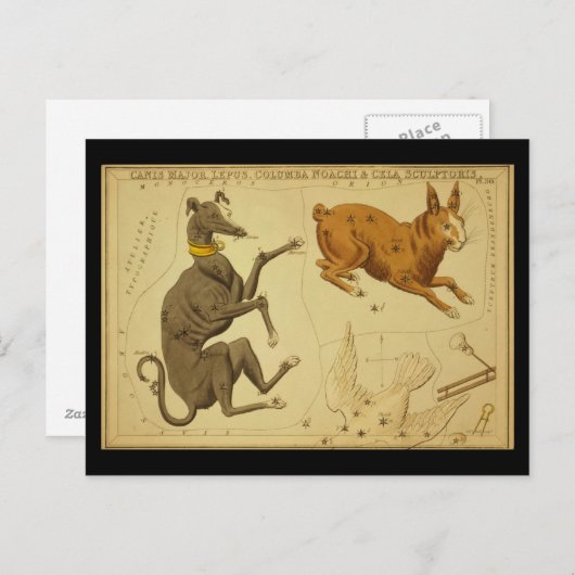Canis Major, Lepus, Columba Noachi Cela Sculptoris Briefkaart (Voorkant / Achterkant)