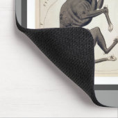 Canis Major, Lepus, Columba Noachi en Cela Muismat (Hoek)