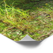 Canisteo River Poster (Hoek)