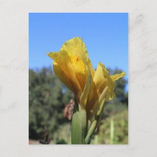 Canna # 2 briefkaart