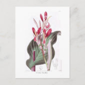 Canna discolor briefkaart (Voorkant)