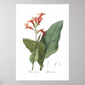 Canna gigantea poster (Voorkant)