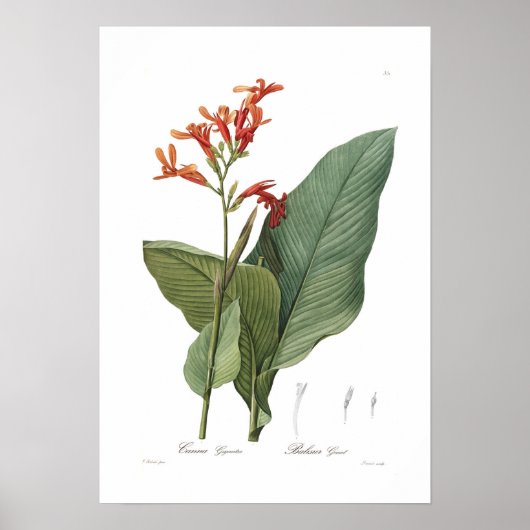 Canna gigantea poster (Voorkant)