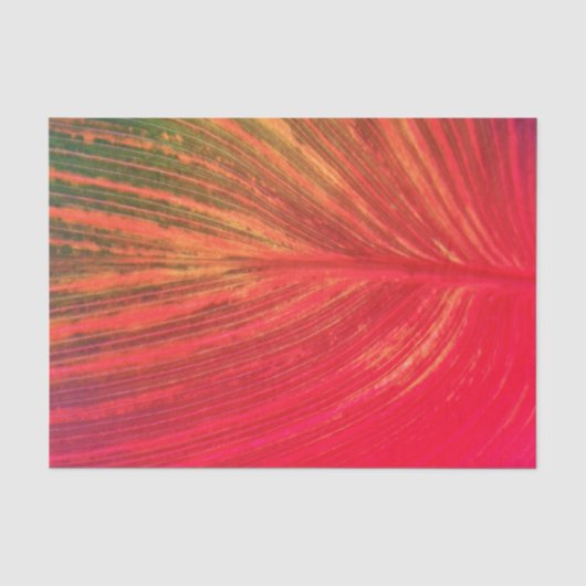 Canna Leaf Roze Tinge Tissuepapier (Voorkant)