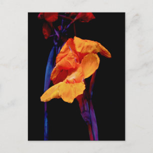 Canna-lelies op zwart met blauw briefkaart