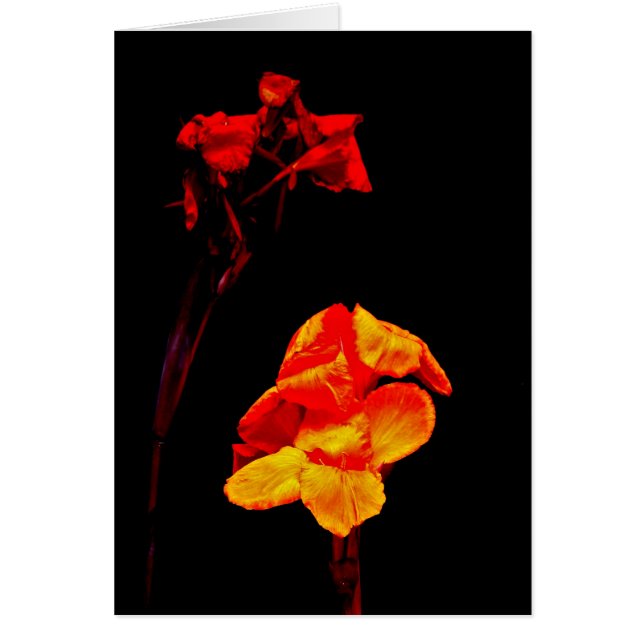Canna Lilies op Black (Voorkant)