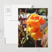 Canna Lily Flower Briefkaart (Voorkant / Achterkant)