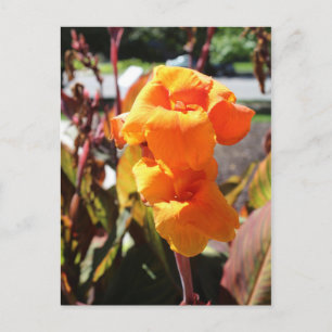 Canna Lily Flower Briefkaart