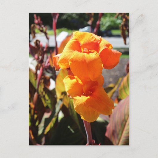 Canna Lily Flower Briefkaart (Voorkant)