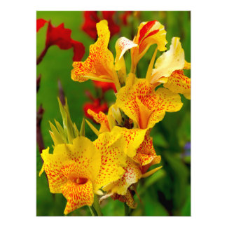 Canna lily foto afdruk