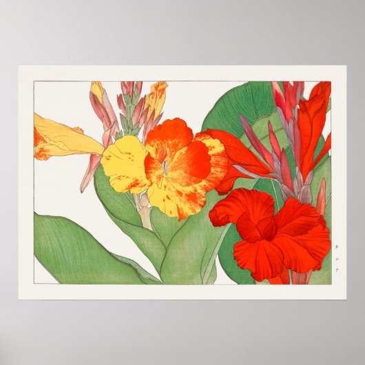 Canna Lily, Garden Flower, Konan,  Natuur Poster (Voorkant)
