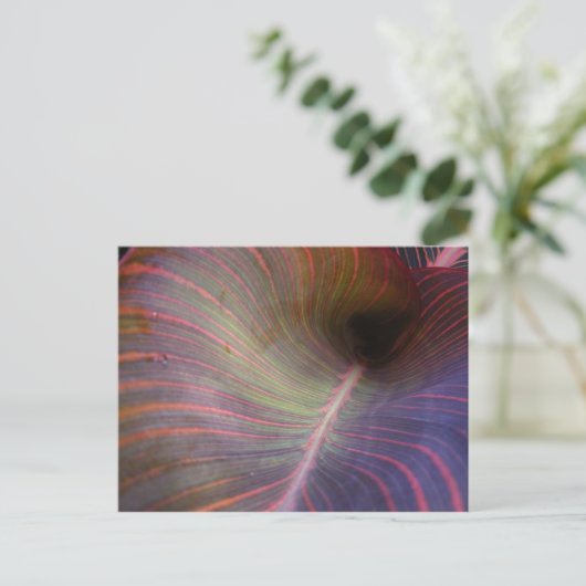 Canna Lily leaf ~ briefkaart (Staand voorkant)