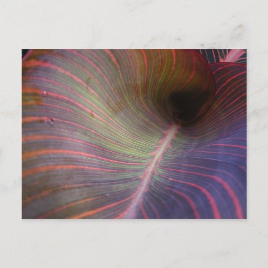 Canna Lily leaf ~ briefkaart (Voorkant)