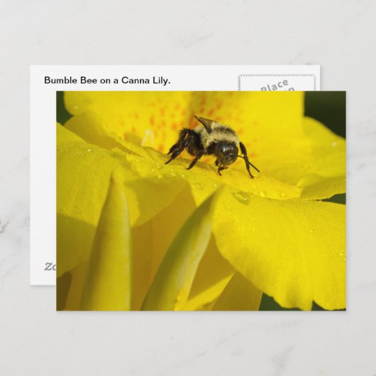 Canna Lily met Bumble Bee Briefkaart (Voorkant / Achterkant)