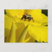 Canna Lily met Bumble Bee Briefkaart (Voorkant)