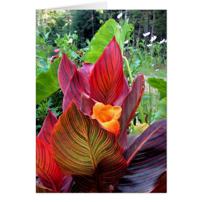 Canna Lily Stripes (Voorkant)