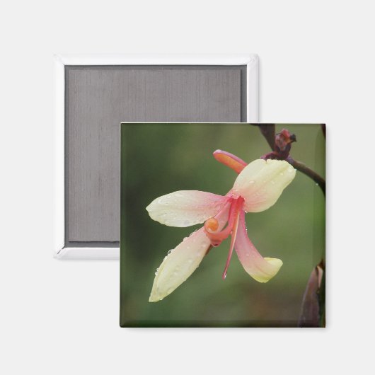 Canna 'Panache' 1 Magneet (Voorkant / Achterkant)