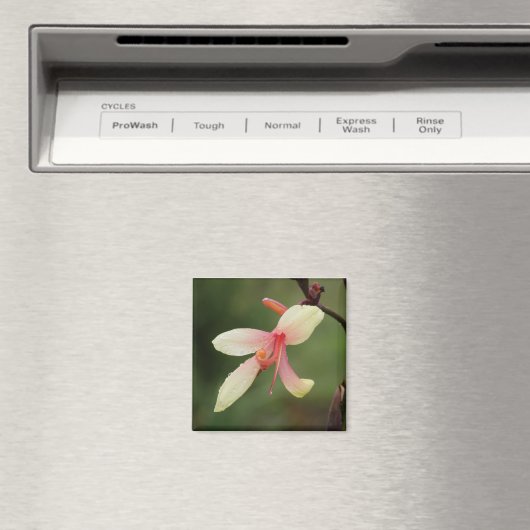 Canna 'Panache' 1 Magneet (Insitu (Vaatwasser))