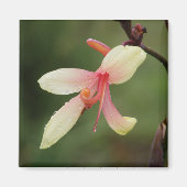 Canna 'Panache' 1 Magneet (Voorkant)