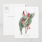 Canna speciosa briefkaart (Voorkant / Achterkant)