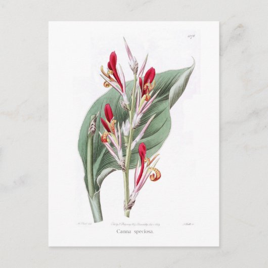 Canna speciosa briefkaart (Voorkant)