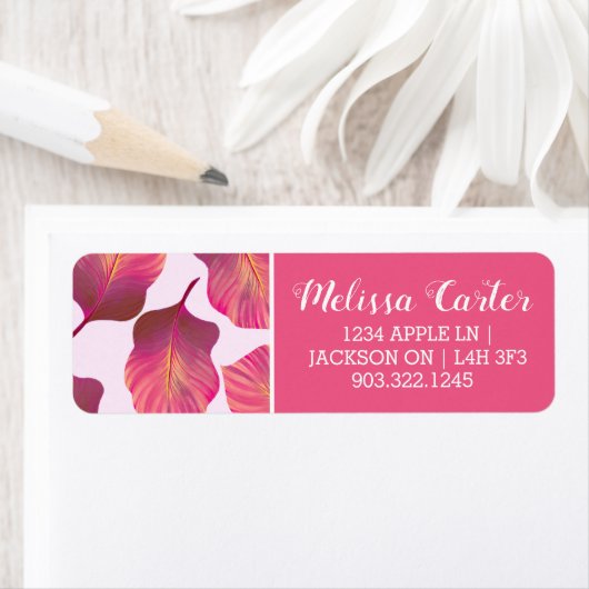 Canna Tropicanna Leaves in Pink Etiket (Insitu)