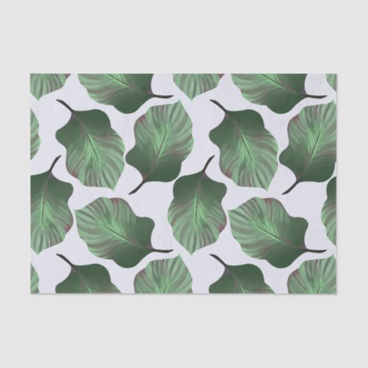 Canna Tropicanna Tropical Leaves, Green Tissuepapier (Voorkant)