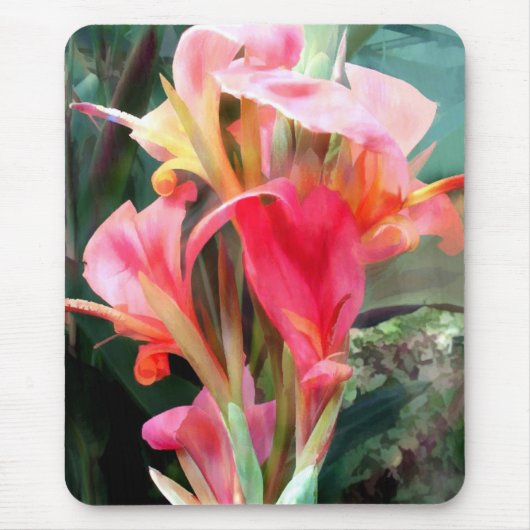 Cannas  in roze muismat (Voorkant)