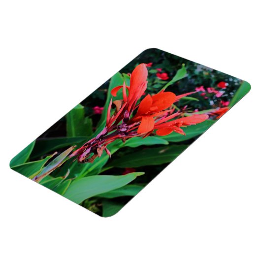 Cannas van schoonheid magneet (Linkerzijde)