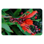 Cannas van schoonheid magneet (Horizontaal)