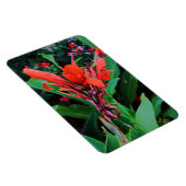 Cannas van schoonheid magneet (Rechterzijde)