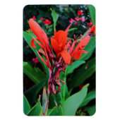 Cannas van schoonheid magneet (Verticaal)