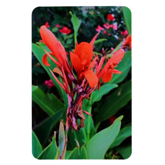 Cannas van schoonheid magneet (Verticaal)