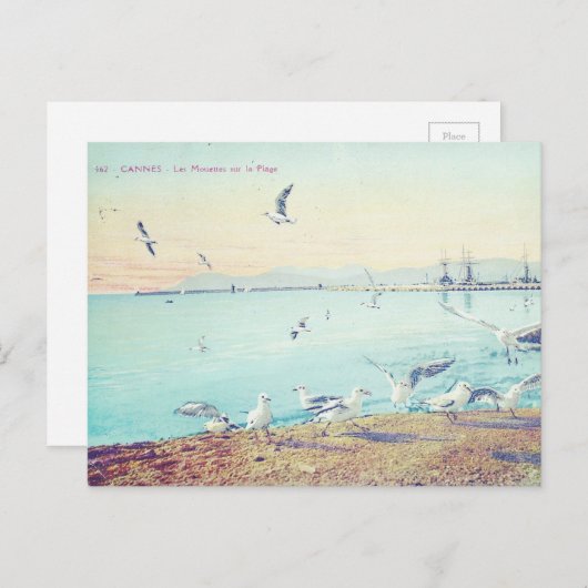 Cannes Beach Seagulls Briefkaart (Voorkant / Achterkant)