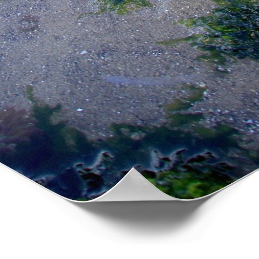 Cannon Beach Haystack Rock Low Tide Oregon Poster (Hoek)