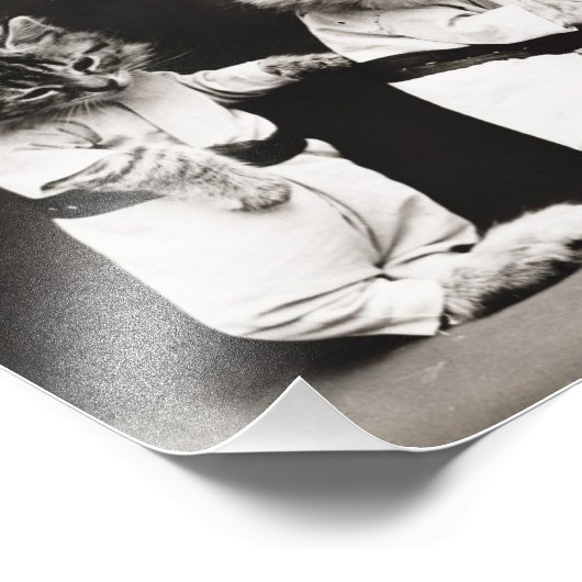 Cannon Kittens Foto Afdruk (Hoek)