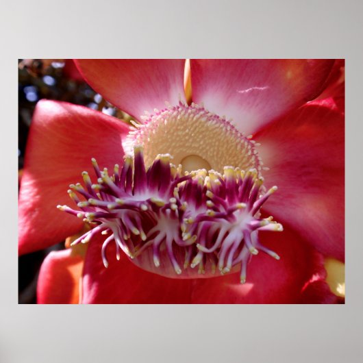 Cannonball Tree Blossom Poster (Voorkant)