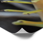 Cannonball Tree Flower Poster (Hoek)